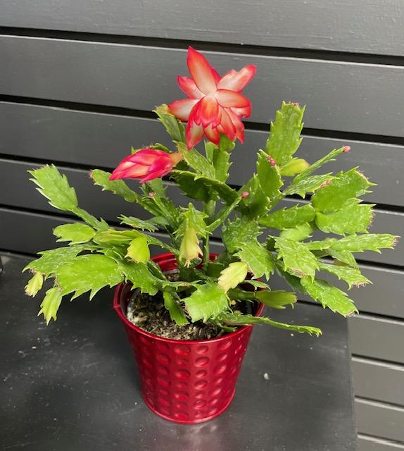 4-in Christmas Cactus $15.00