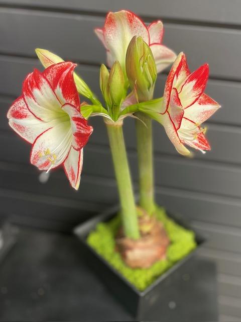 6-in Amaryllis Bulb Planter $35